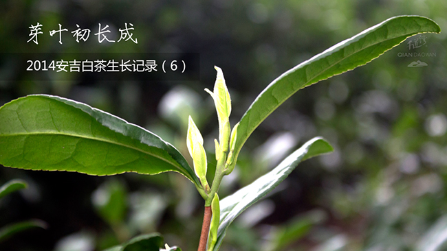 安吉白茶生长日记 千道湾白茶 安吉白茶 安吉白茶上市 安吉白茶开采 安吉白茶生长日记 千道湾白茶 安吉白茶 安吉白茶上市 安吉白茶开采