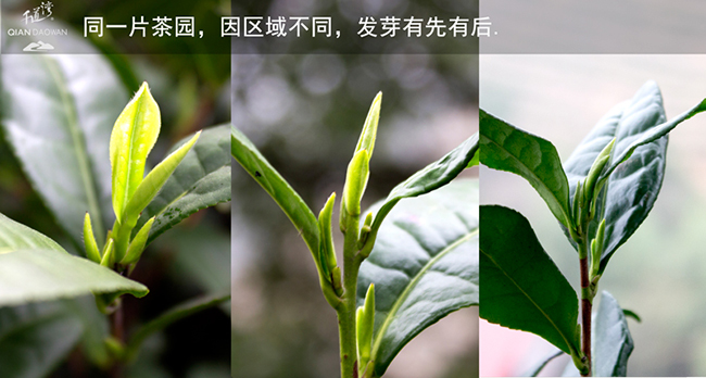 安吉白茶生长日记 千道湾白茶 安吉白茶 安吉白茶上市 安吉白茶开采 安吉白茶生长日记 千道湾白茶 安吉白茶 安吉白茶上市 安吉白茶开采