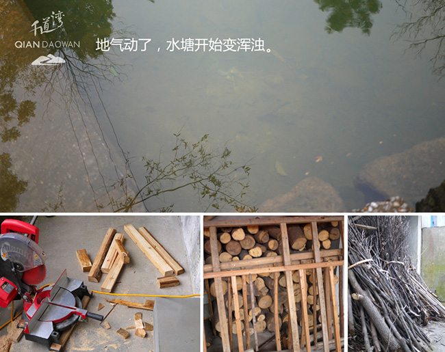 安吉白茶生长日记 千道湾白茶 安吉白茶 安吉白茶品牌 安吉白茶生长日记 千道湾白茶 安吉白茶 安吉白茶品牌