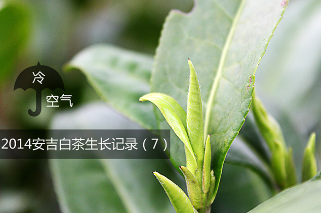 安吉白茶生长日记 千道湾白茶 安吉白茶 安吉白茶品牌 安吉白茶生长日记 千道湾白茶 安吉白茶 安吉白茶品牌