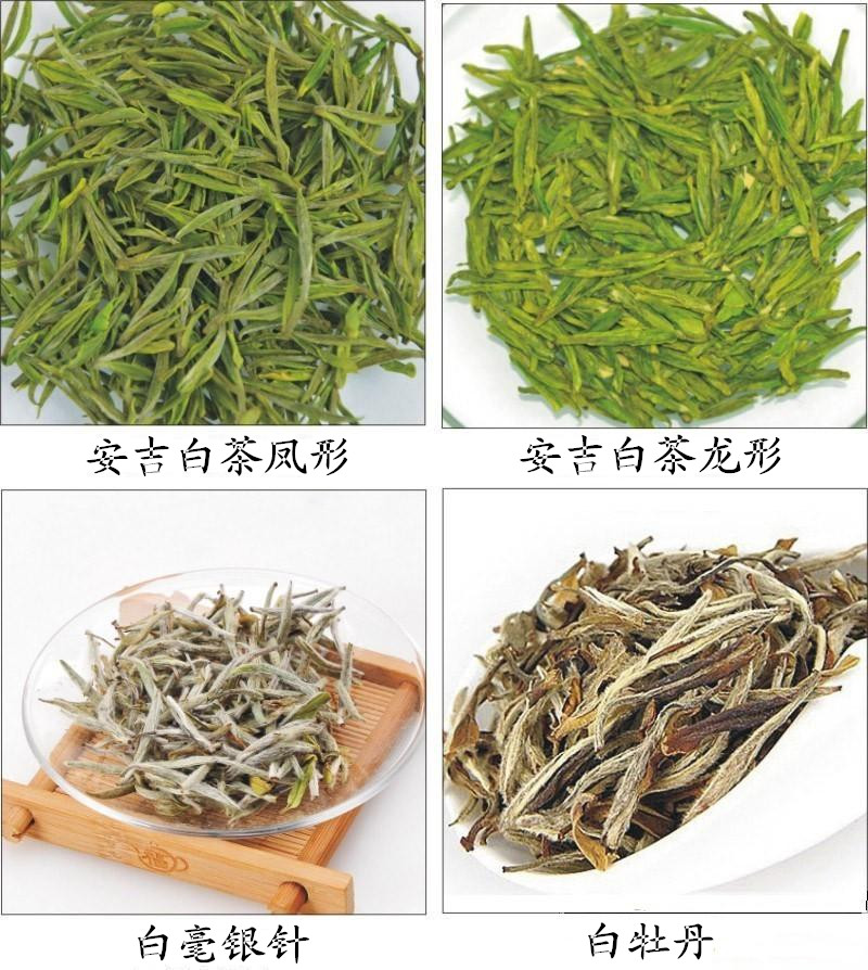 安吉白茶与白茶是一家人吗