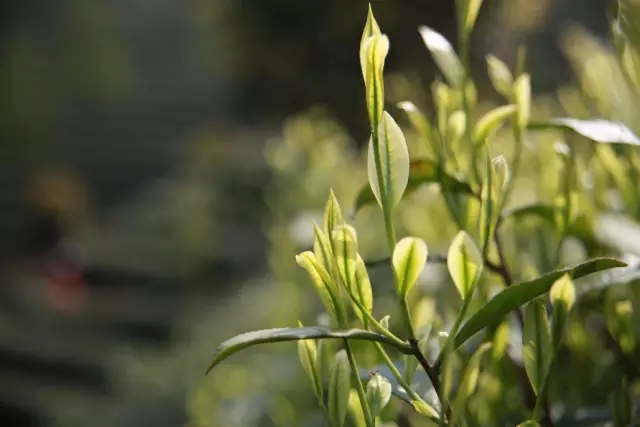 盛振乾揭秘茶界大咖的奋斗史