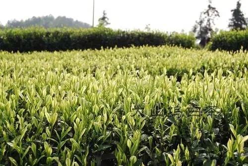 盛振乾揭秘茶界大咖的奋斗史