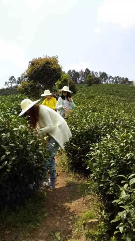 毛骏:我的茶有记忆