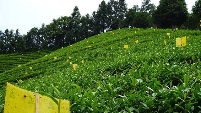安吉白茶价格 安吉白茶品牌 安吉白茶园 安吉白茶种植