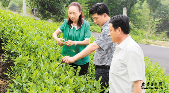 赖建红 安吉白茶协会 安吉县农业局 安吉白茶协会秘书长