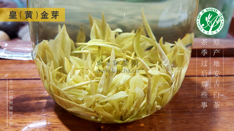 怎么区分黄金芽皇金芽与黄金叶