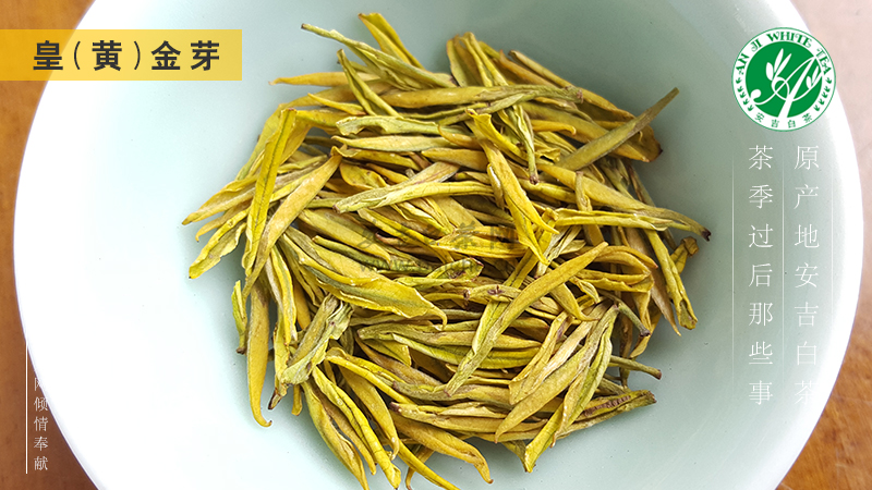 怎么区分黄金芽皇金芽与黄金叶