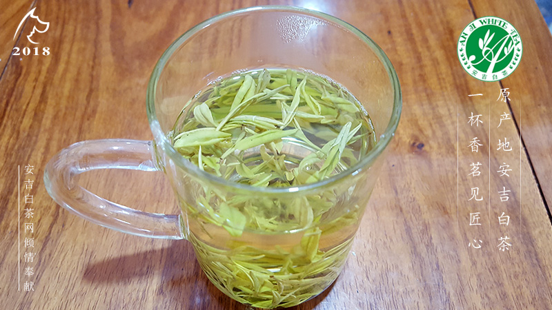 茶树品种 安吉黄金芽 安吉奶白茶 黄金叶