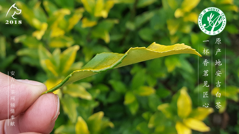 茶树品种 安吉黄金芽 安吉奶白茶 黄金叶